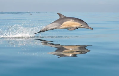 Tour en barco / Delfines and Sunrise